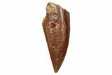 Bargain, , Raptor Tooth - Real Dinosaur Tooth #259077-1